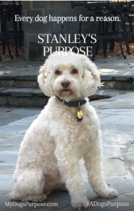 Reasons Why We Love Dogs Stacey Gustafson